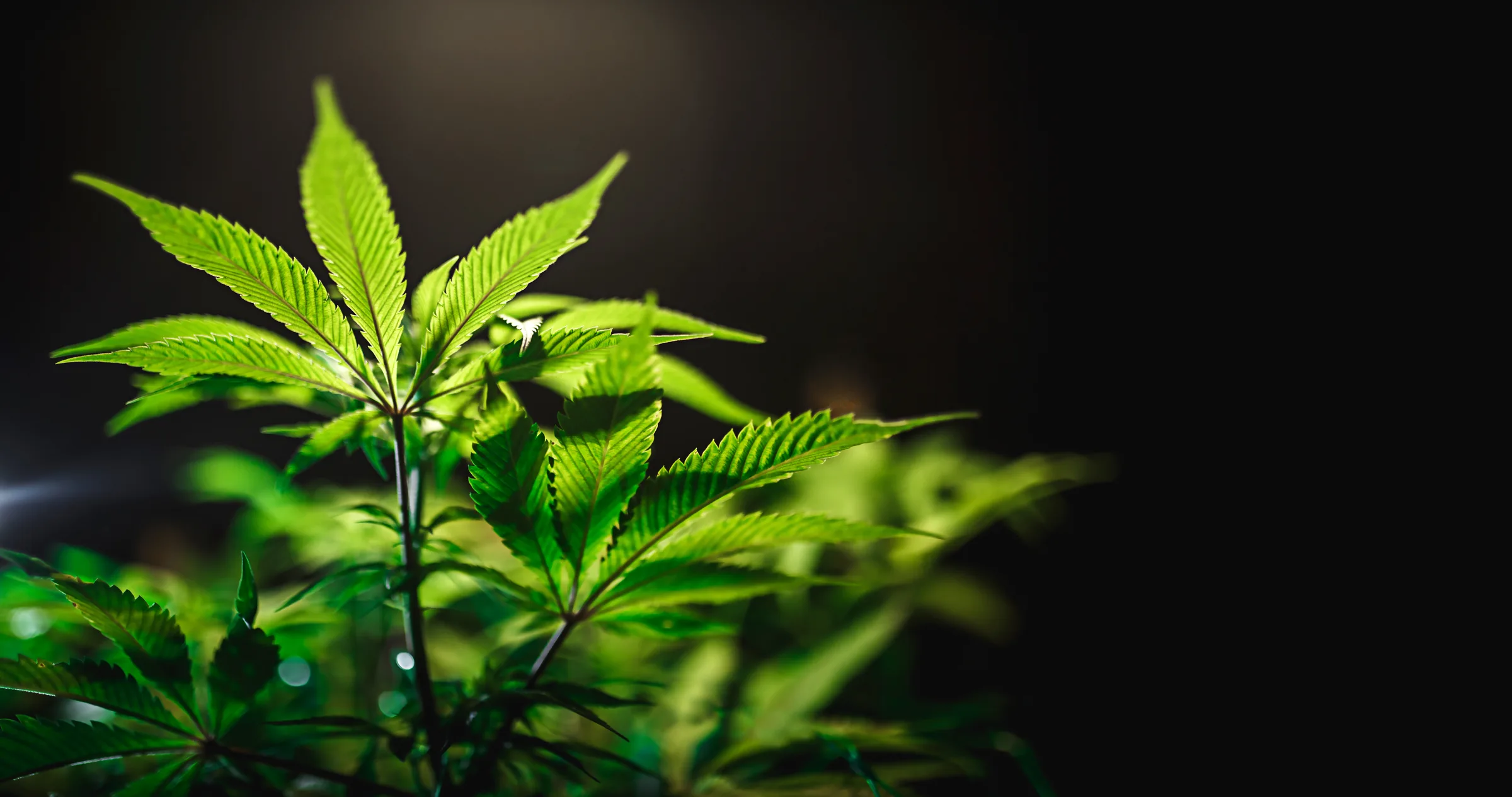 Cannabis leaf on a deep black background with dramatic contrast.