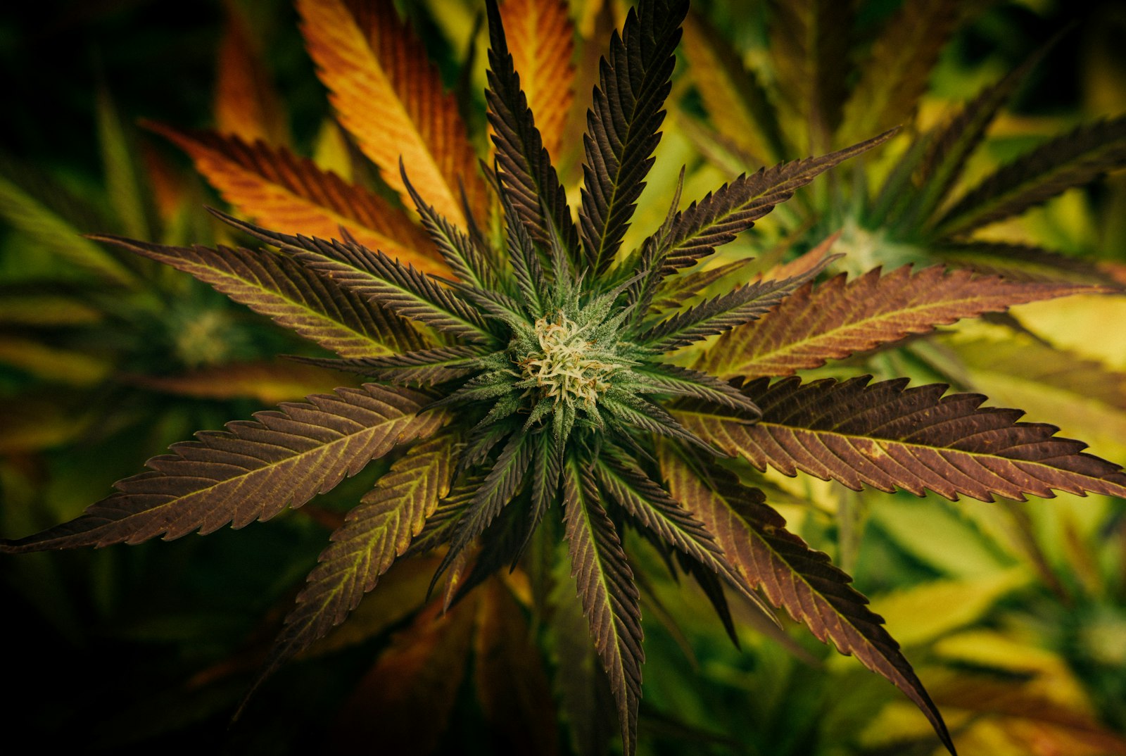 Fresh cannabis leaves display