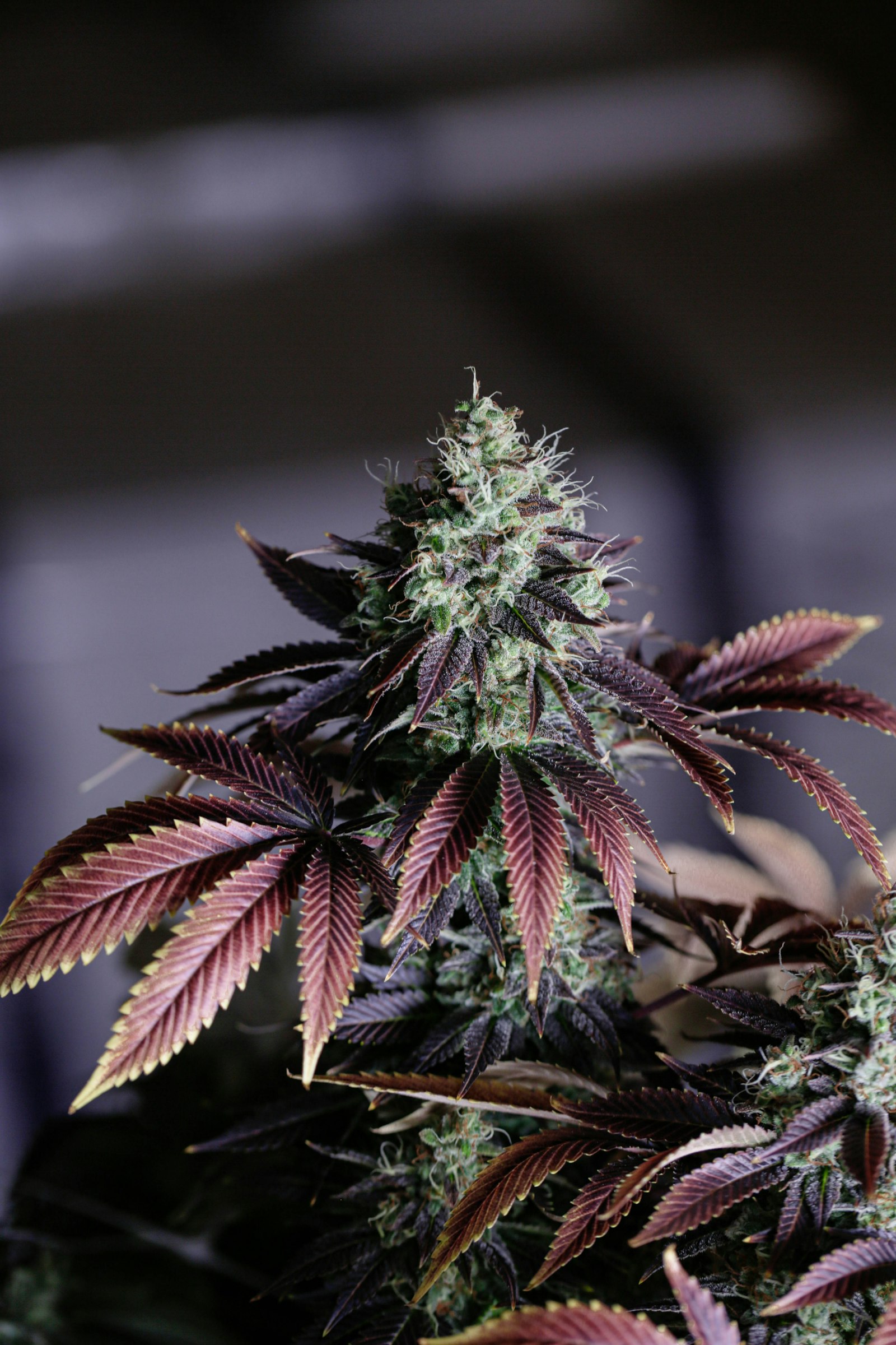 Premium cannabis picks to take home